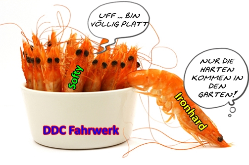 Shrimps.jpg